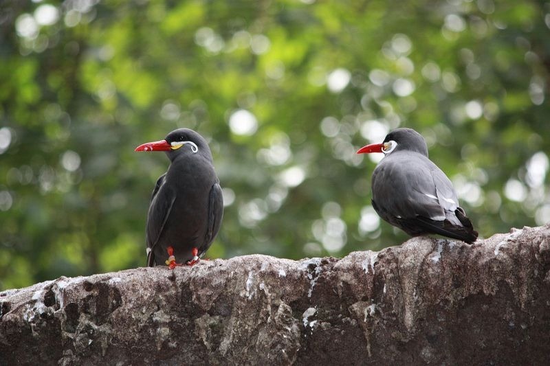 The Inca Tern spots it's prey from the air, and than dives into the water to grab foods with it's pointed beak.