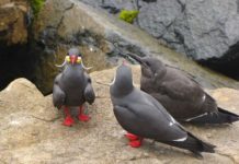Inca Tern – The Magnificent Moustache Bird