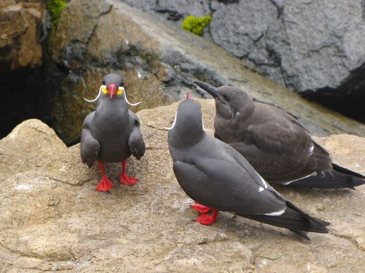 9 5 1 Inca Tern