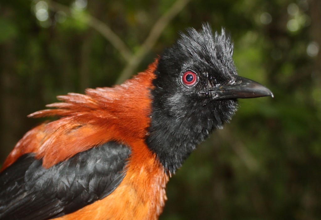 Hooded Pitohui - The First Documented Poisonous Bird