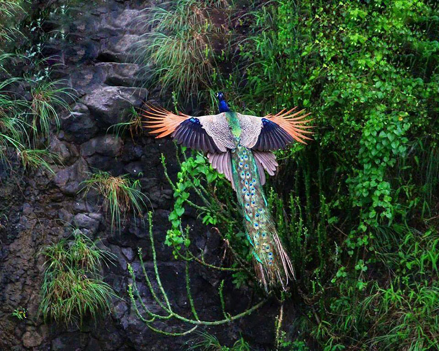 Nature has full of incredible things, and a little number of peoples witness the flying peacocks at their best.