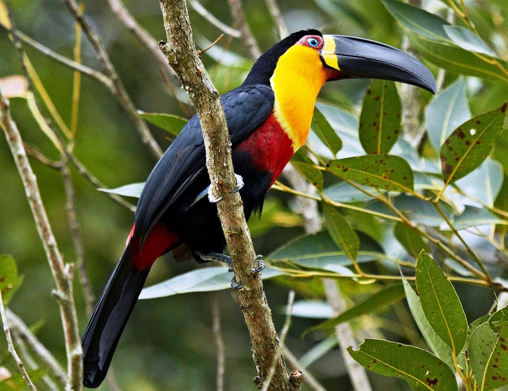 Channel-billed toucans reside in small families including of two parents and young. They may also form small flocks numbering 3 to 12 individuals. 
