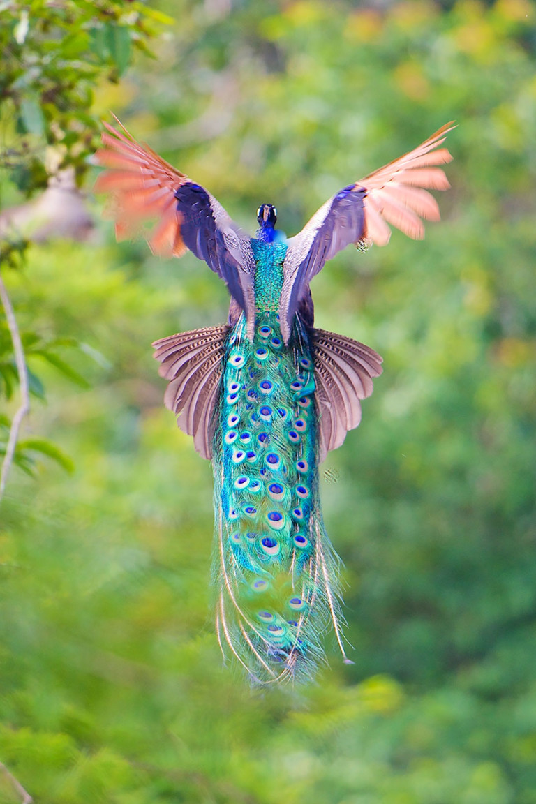 The Amazing Photos Of Flying Peacocks