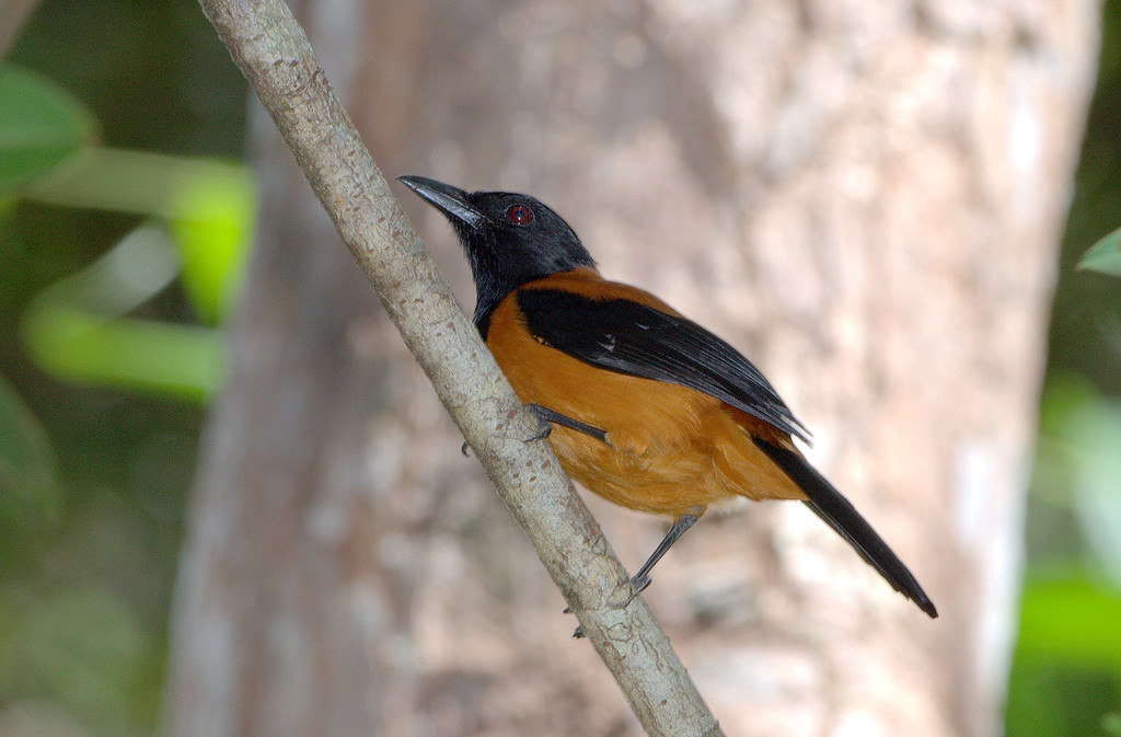 Hooded Pitohui - PNG (Poision skin and feathers)