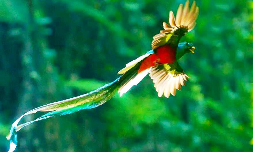The quetzal skin is very thin and effortlessly torn, so it has evolved thick plumage to protect it's skin.