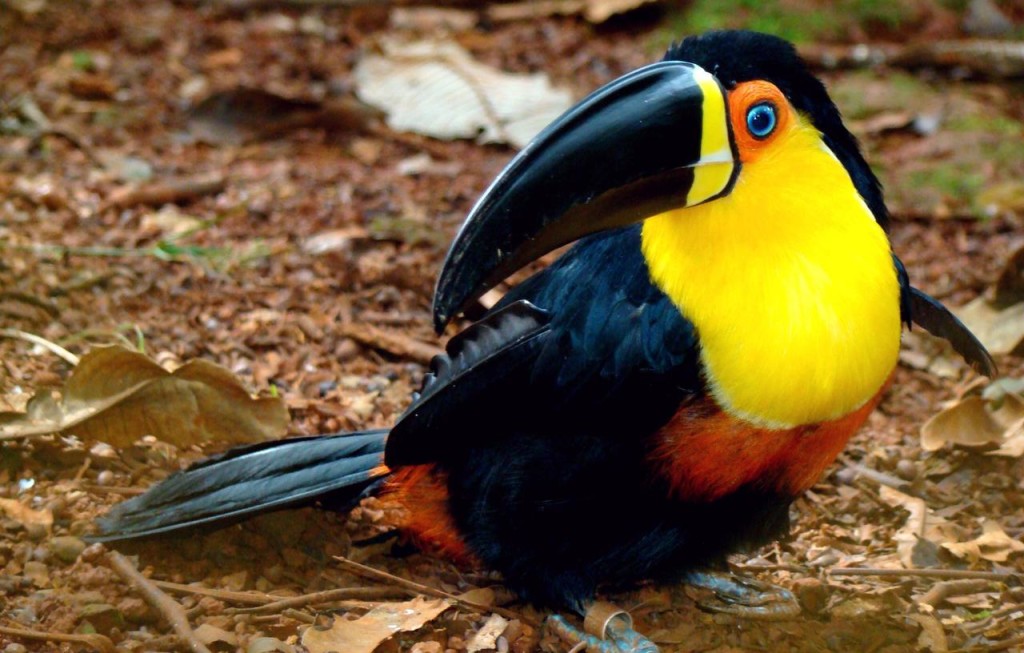 The Channel-billed Toucan breeds between March and June and during breeding season, one of these Toucans would lay between two and four eggs