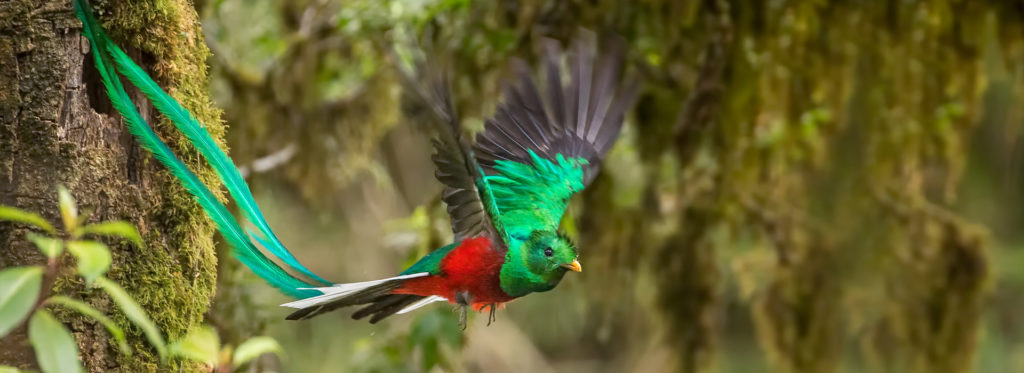 Unfortunately, these striking birds are threatened in Guatemala and elsewhere throughout there range.