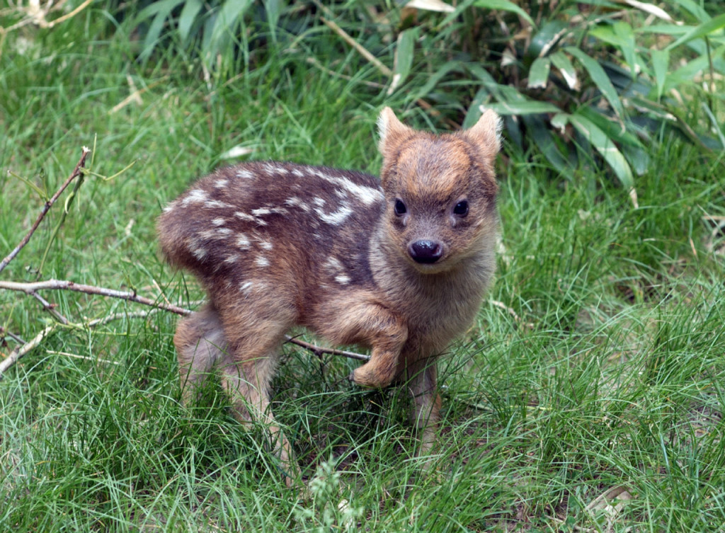 Pudu’s are most active in morning, late afternoon and evening but do not interact socially, a very frightened animal 