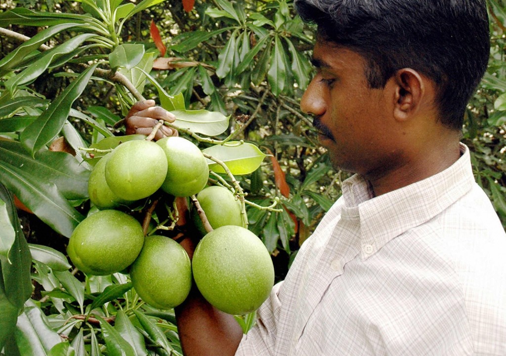 The Cerbera odollam plant is responsible for about 50% of the plant poisoning cases and 10% of the total poisoning cases in Kerala, 