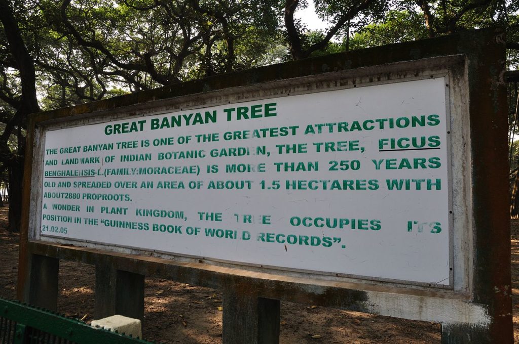 The great banyan tree has drawing ever increasing visitors to the garden then it's collection of exotic plants from five continents.