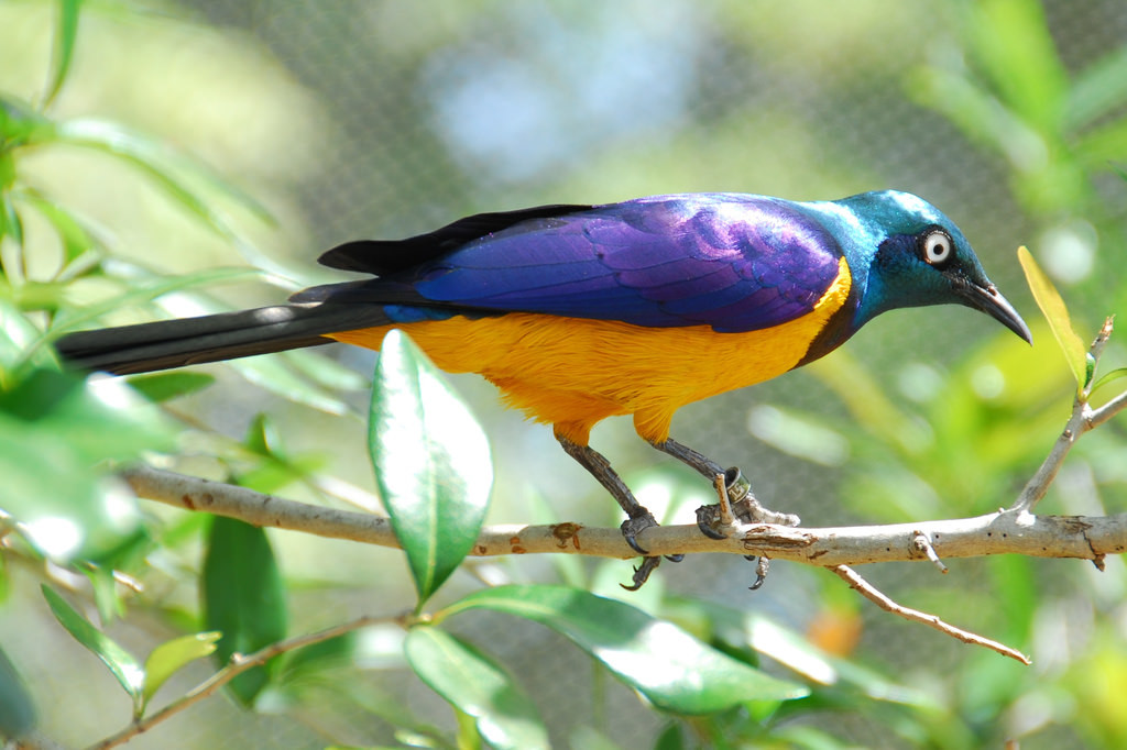 The golden-breasted starling has been called the most beautiful starling in the world.