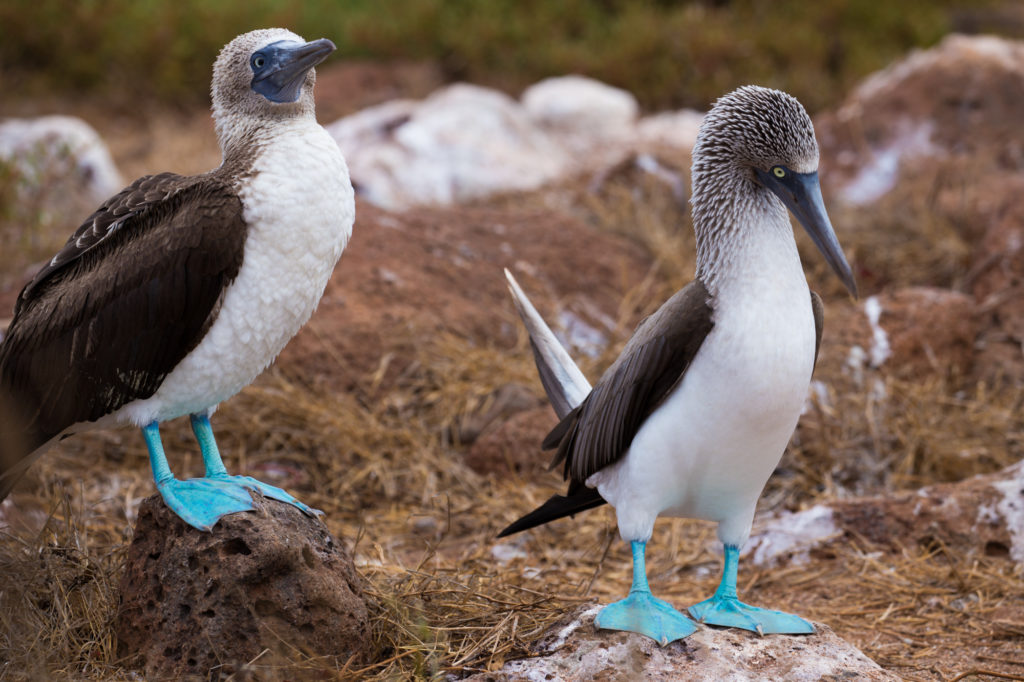 The blue-footed booby (Sula nebouxii) is a marine bird in the family Sulidae, which includes ten species of long-winged seabirds. 