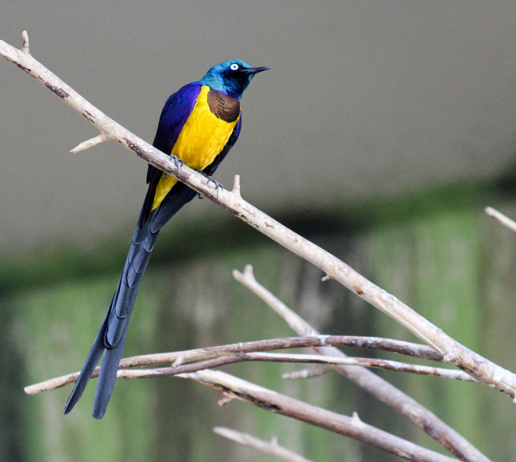 The Golden Breasted Starling is also known as royal starling and a social animal, living in groups of 3 to 12 individuals. 