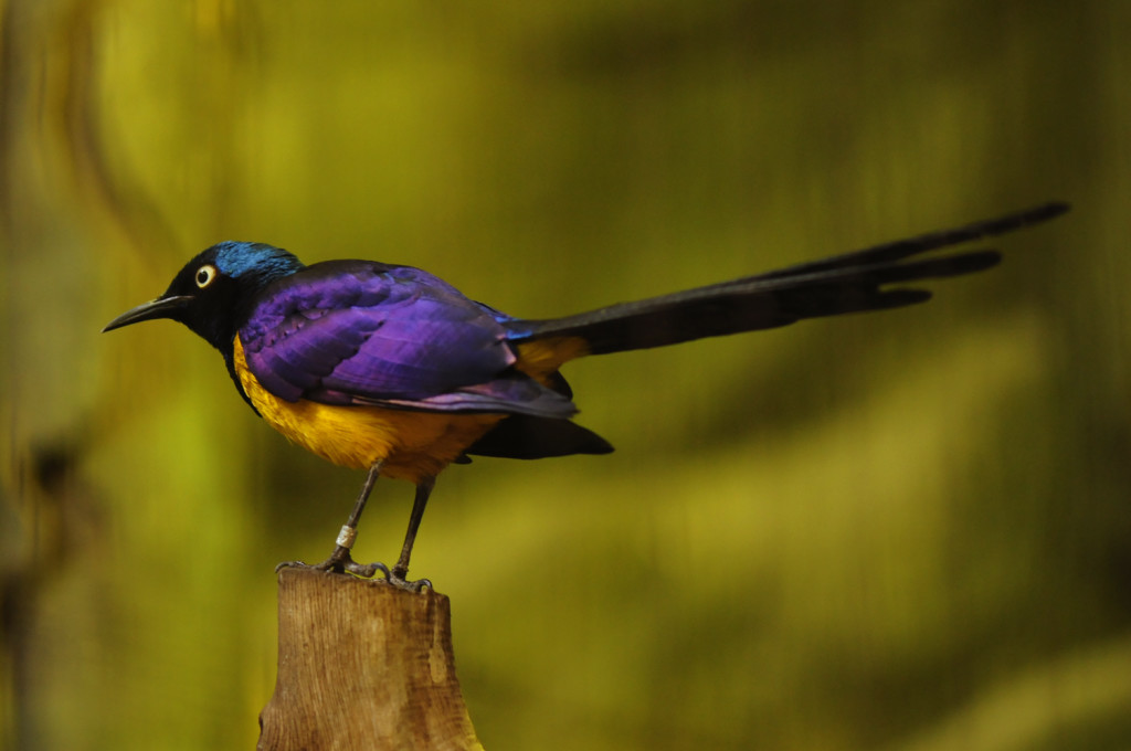 The stunning golden-breasted starling is widely distributed in the grassland, savannah and shrub-land of East Africa, from Somalia, Ethiopia, Kenya and northern Tanzania. 