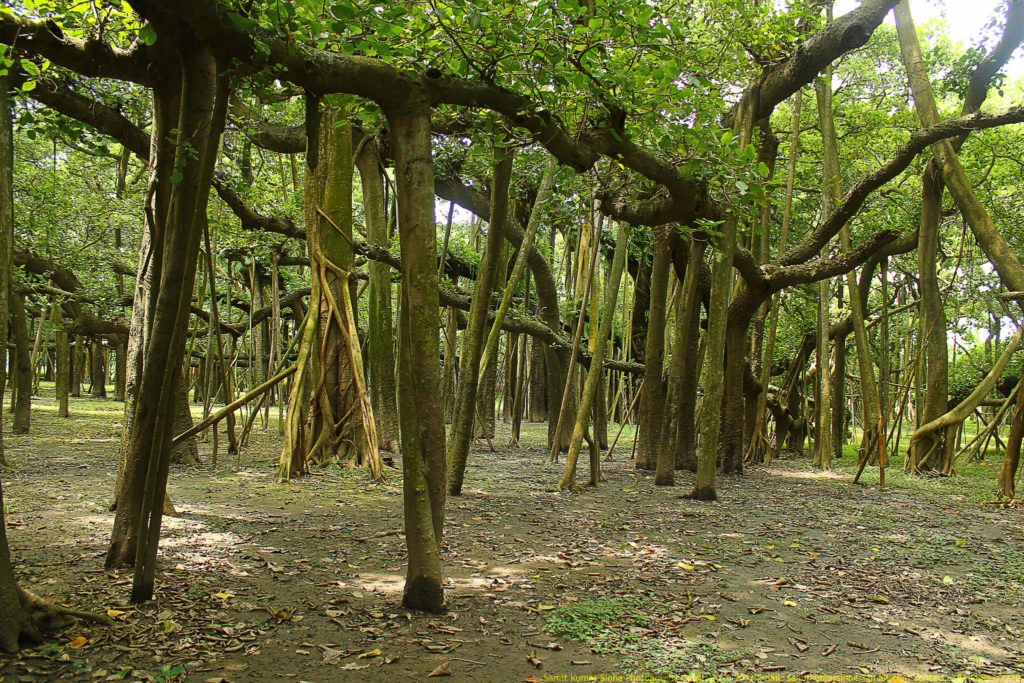 The Banyan tree has 3,772 aerial roots reaching down to the ground as a prop root and occupied area is about 18,918 meters. 