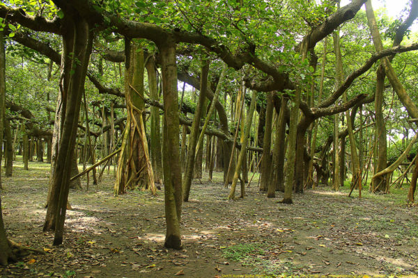 The Great Banyan Tree of India