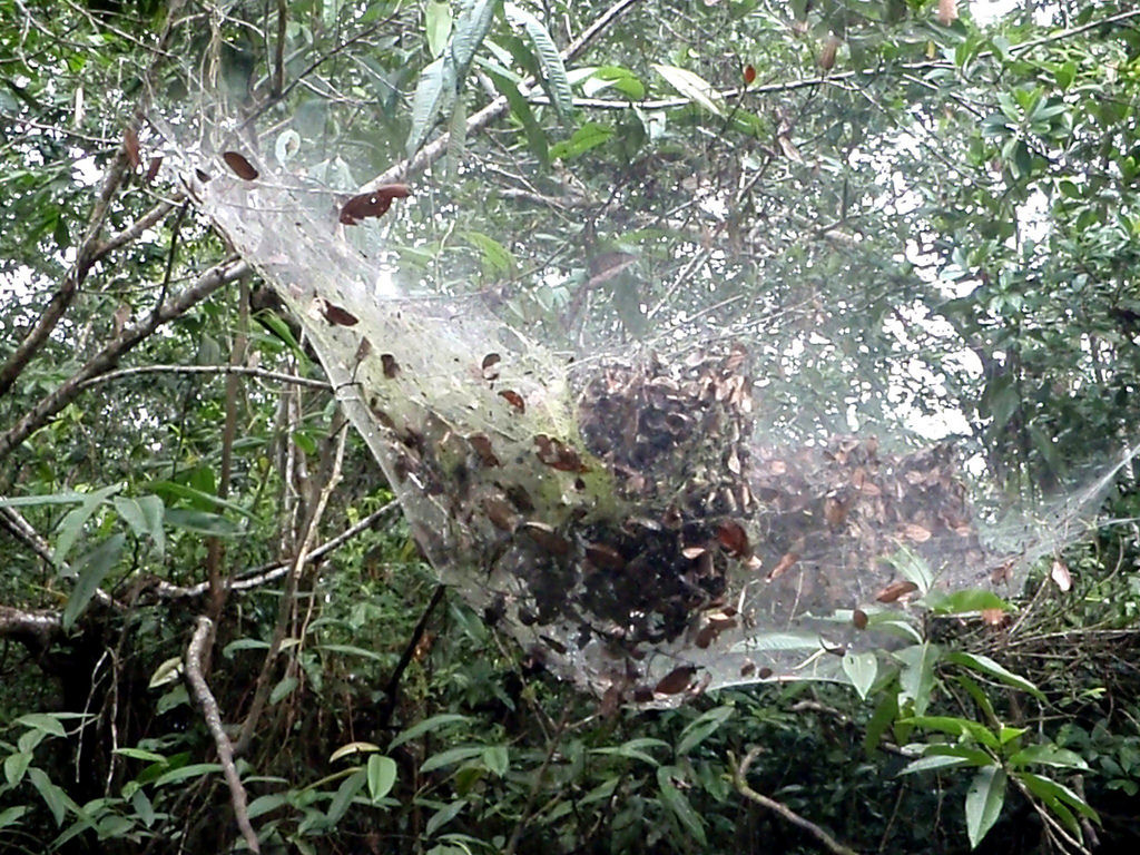 species of spider that grows and habitually live in colonies and formed spiders webs that can reach amazingly 25 feet in height. 