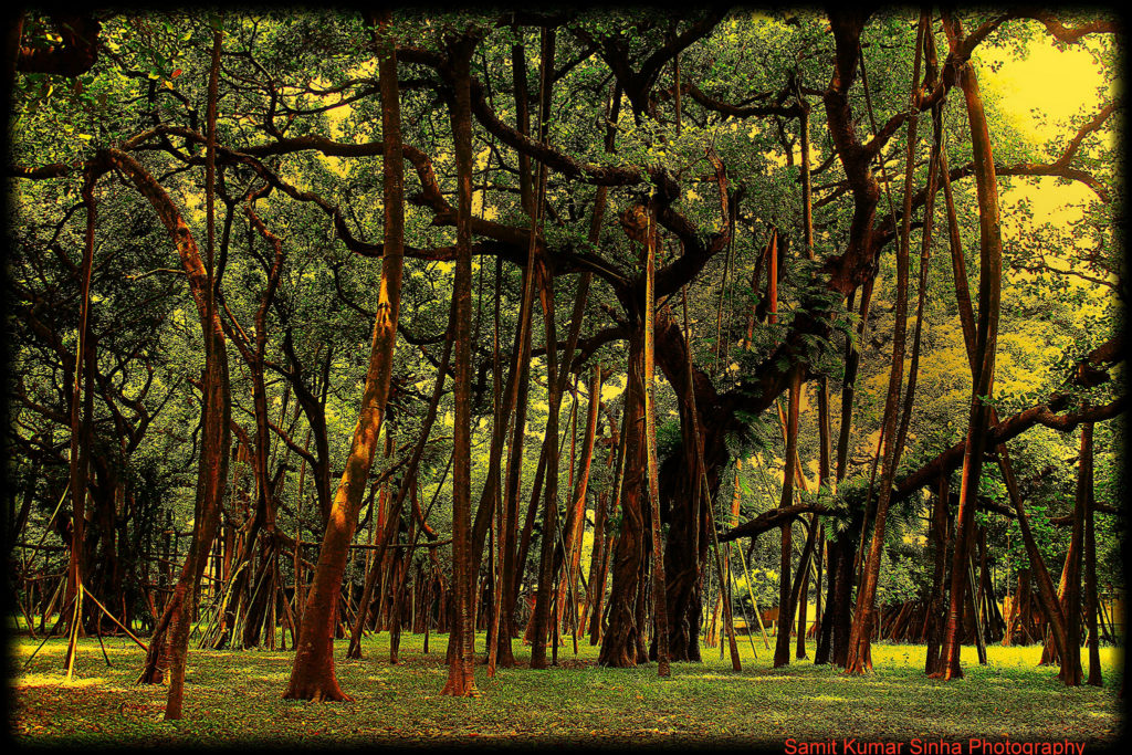 The Banyan tree is located in Acharya Jagadish Chandra Bose Indian Botanic Garden Howrah near Kolkata India.