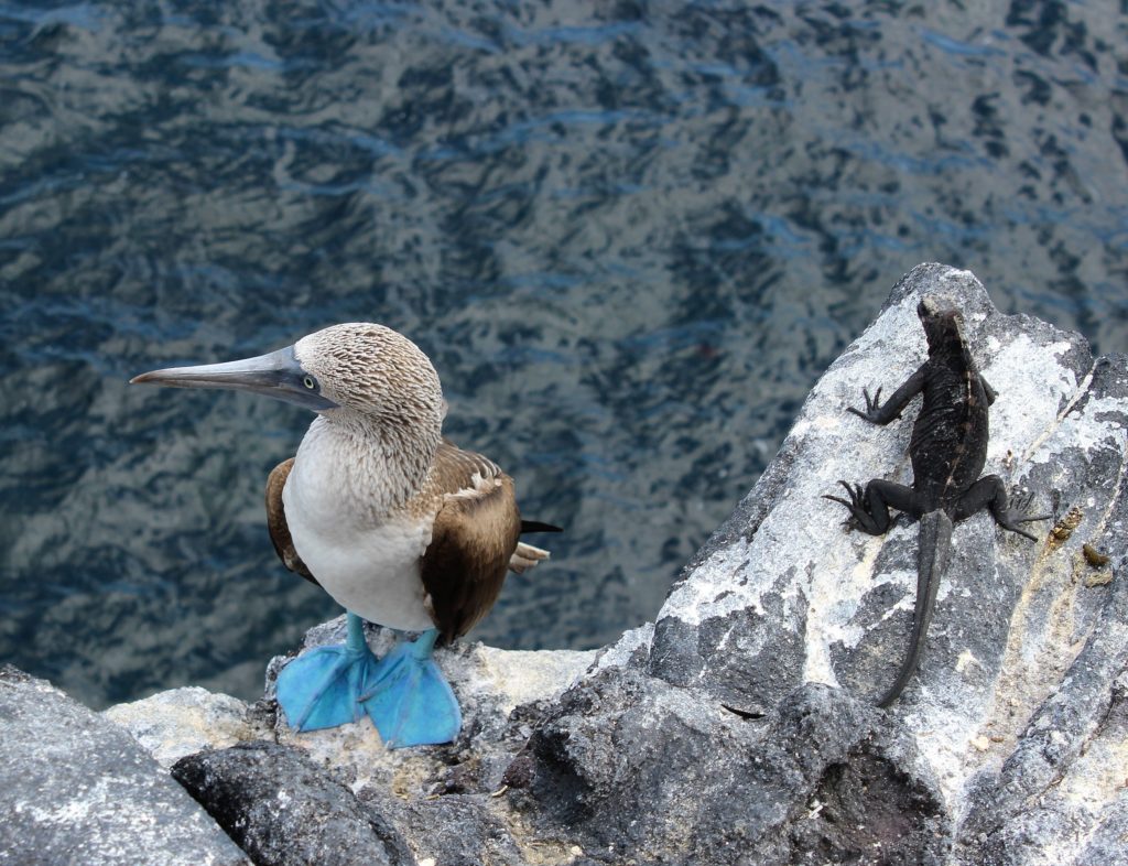 footed booby is clumsy on land regarded as foolish for there apparent fearlessness of humans. 