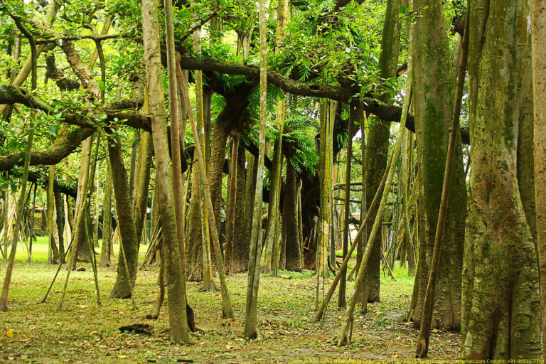 The Great Banyan Tree of India