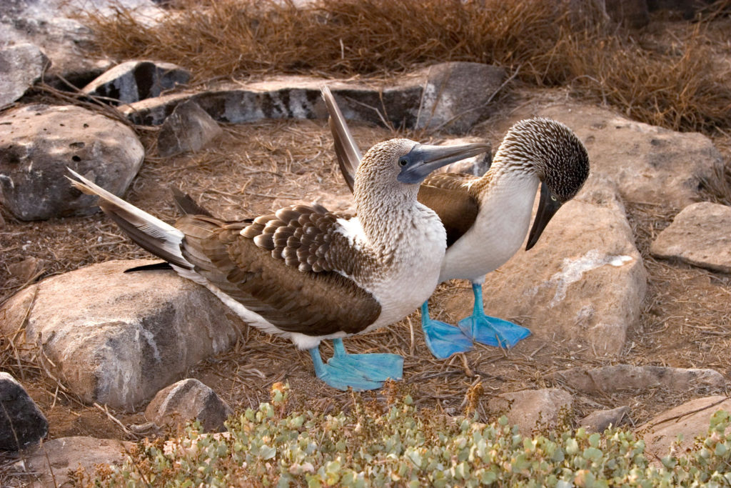 The boobies’ natural breeding habitats are tropical and subtropical islands of Pacific Ocean. 