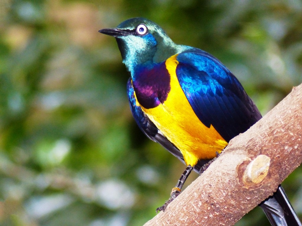 The bird is evaluated as being of least concern on the IUCN Red List of Threatened Species. 