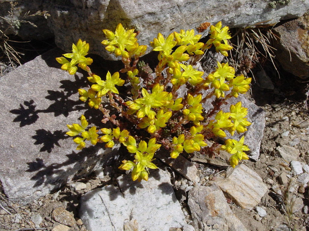 Lanceleaved Sedums are also called stonecrop are succulents that have thick, fleshy leaves filled with water.