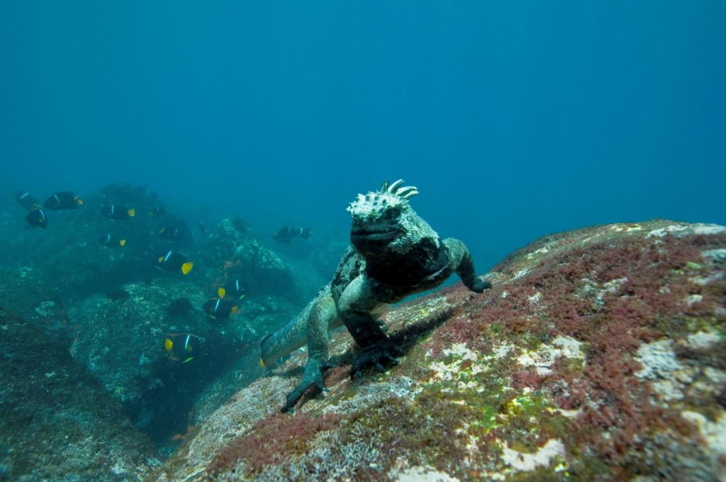 The iguanas has dark gray coloring to better absorb sunlight after they're forays into the frigid Galapagos waters. 
