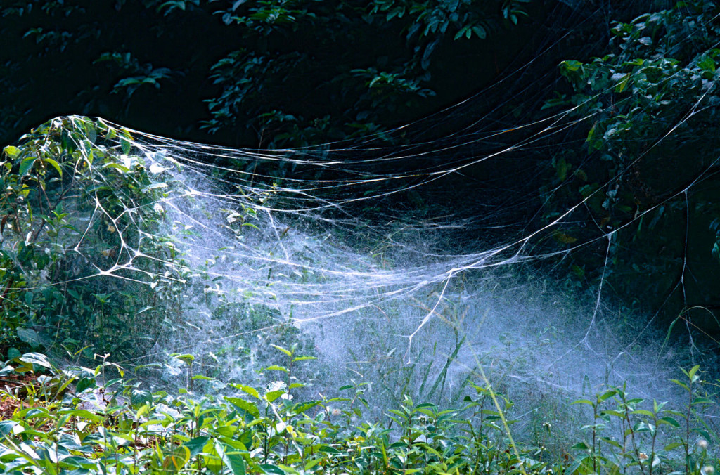 Net of Social Spiders