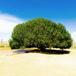 The Blessed Tree of Jordan