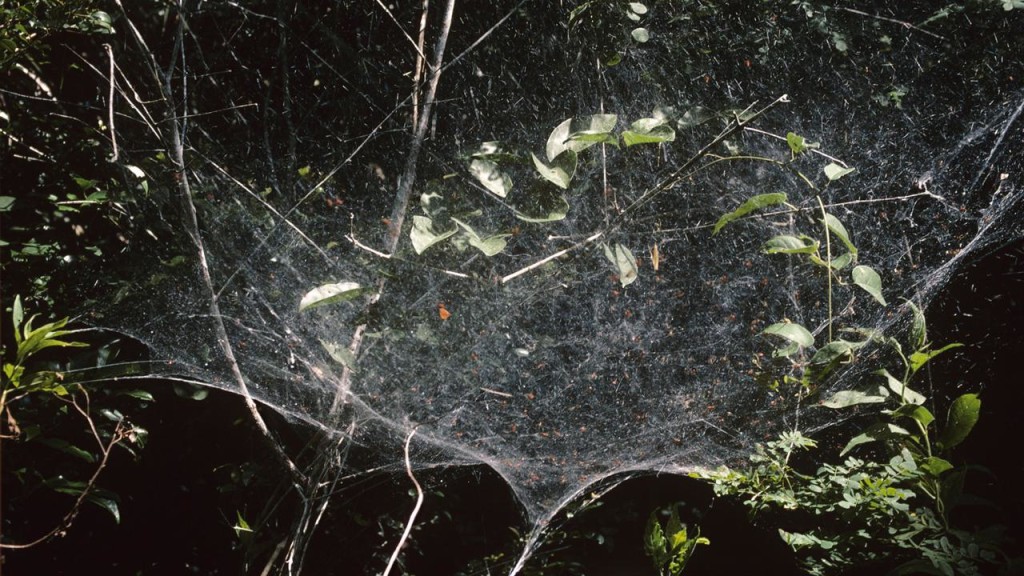 Among the countless species of spiders, their are only 23 spider’s species that live in social groups. 