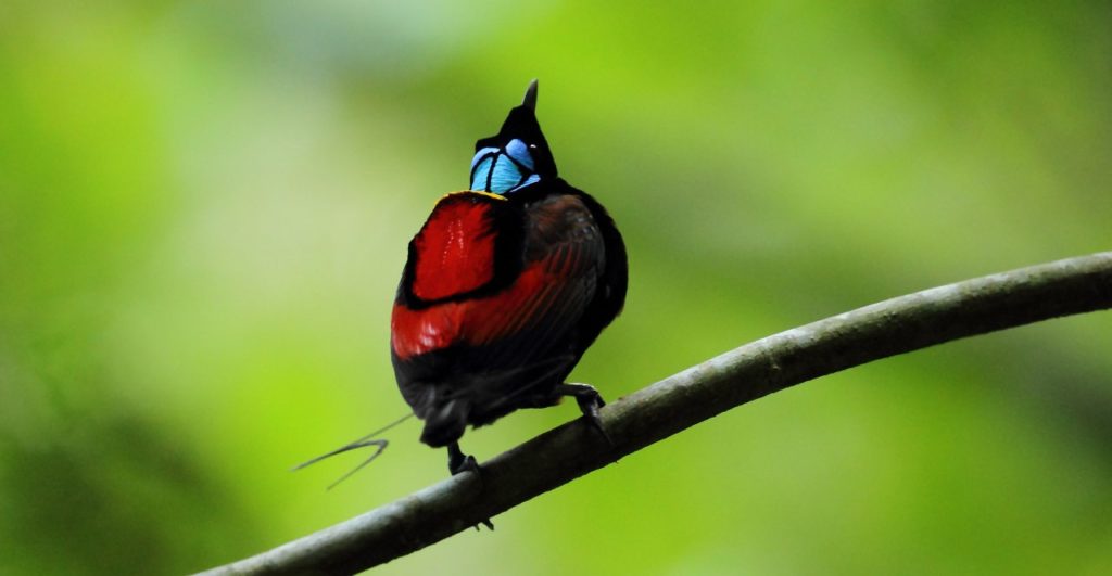 The Wilson’ bird of paradise (cicinnurus respublica) is a species of passerine bird belongs to Paradisaeidae family, 