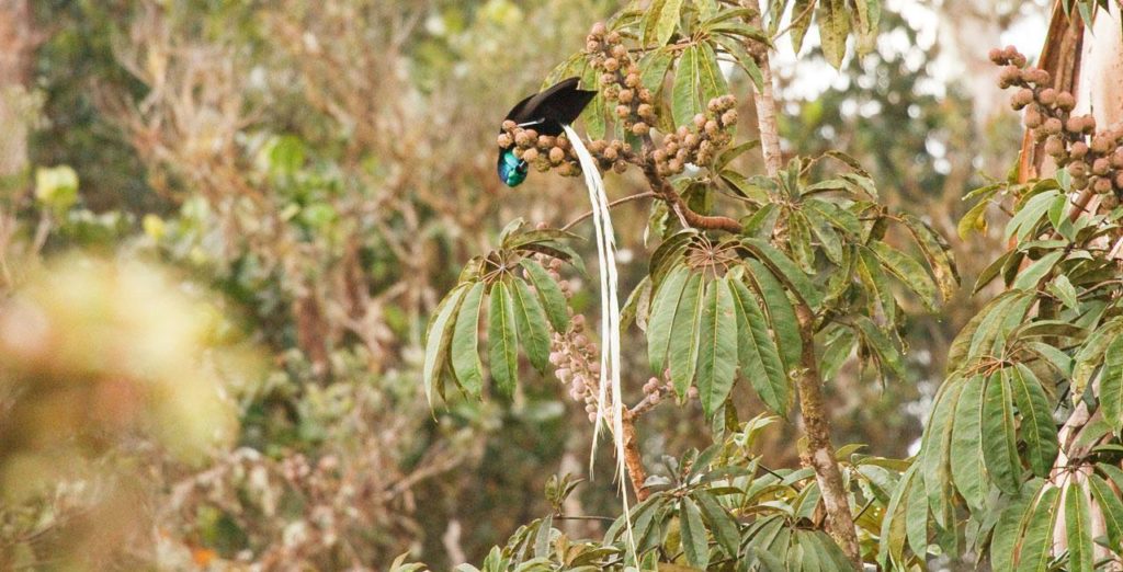 The Ribbon-Tailed-Astrapia diet consist of fruits, especially from the Umbrella Tree, and insects, spiders and frogs