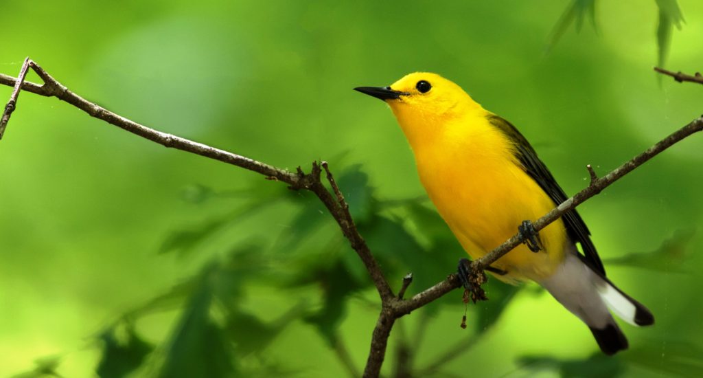 Prothonotary Warbler is one of the most striking wood-warblers of North America, intrigues and delights those who visit it's swampy world.