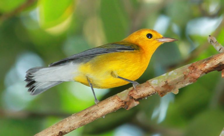 Prothonotary Warbler: The Dazzling Bird You Need to See in North America