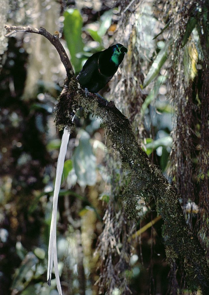 This stunning bird is distributed and endemic to subalpine forests in western part of the central highlands of Papua New Guinea.