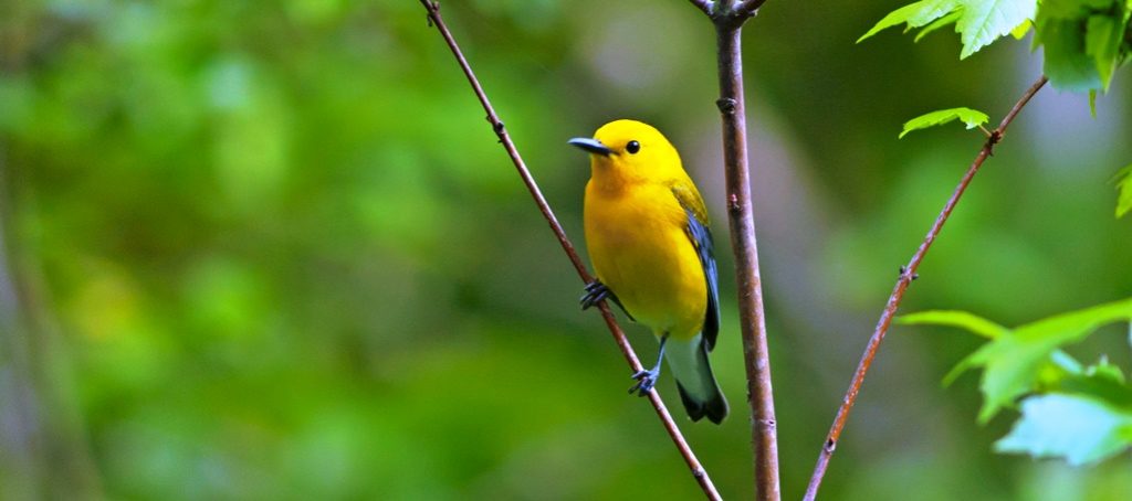 The prothonotary warbler is a small songbird just 13 cm long and weighs 12.5 g. 