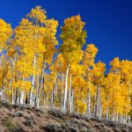 However, various trees spread through flowering and sexual reproduction; quaking aspens normally reproduce asexually, by sprouting new trees from the expansive lateral root of the parent.
