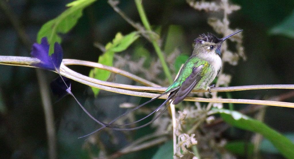 The Marvellous Spatuletail hummingbird is among the rarest and striking of birds and uncommon due to its extreme mating behavior. 