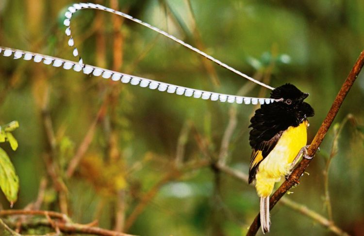 The King of Saxony bird-of-paradise likes to eat mainly fruits, false figs, berries, insects and arthropods.