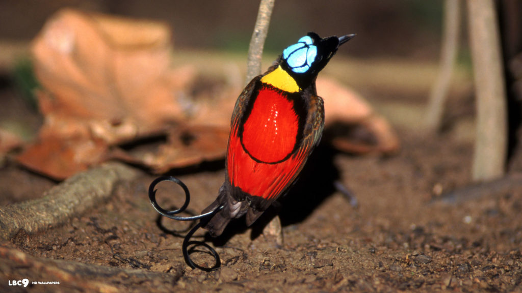 The exotic bird has the unique outlook with striking scarlet, yellow, green and blue plumage, 