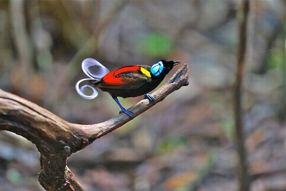 The Wilson Bird of Paradise (cicinnurus respublica) is a species of passerine bird belongs to Paradisaeidae family.