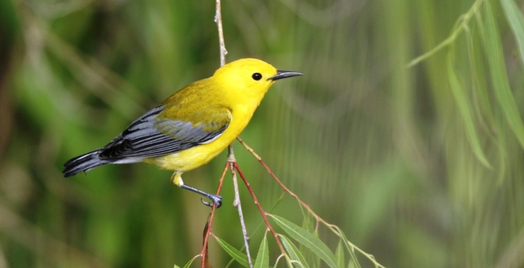 Most Striking Prothonotary Warbler of North America - Charismatic Planet