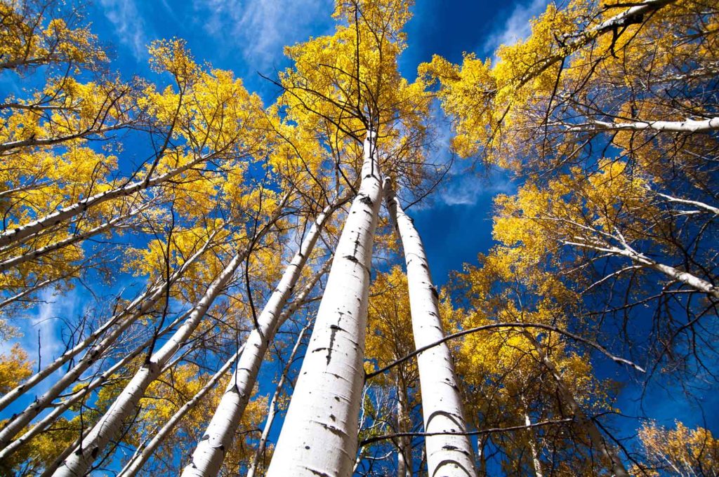 The Pando aspen clone in Utah is hard to guess age and long-term research would have had to begin when humans were starting to emigrate out of Africa. 