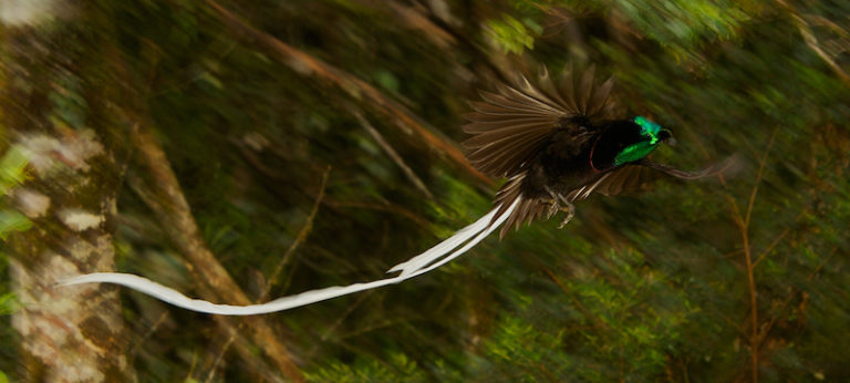 Ribbon-tailed Astrapia - Most Beautiful Bird Of Paradise