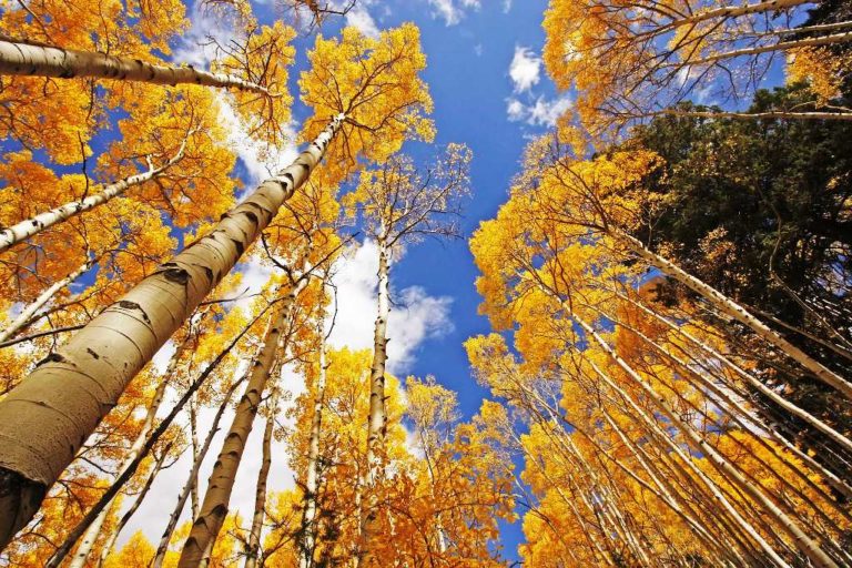 pando-the-one-tree-forest