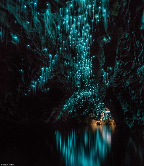 Auckland-based photographer Shaun Jeffers spent a year capturing the magical displays in one of the Waitomo area's 30 million-year-old limestone caves