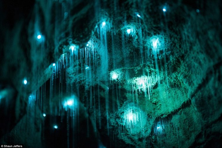 Dazzling images show thousands of glow worms casting an ethereal light in the dark underground chambers