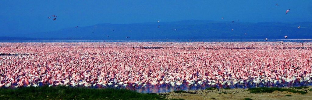 Lesser-and-Greater-Flamingos-2-million-Kenya-Lake-Nakuru-David-Shackelford