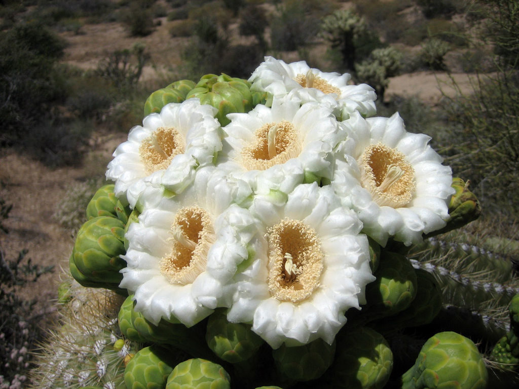 Saguaro Flowers - Grow the Most Beautiful Cactus